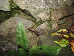 Tandonia totevi