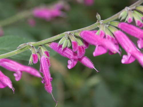 Mexican fuchsia sage