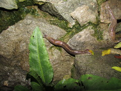 Tandonia totevi