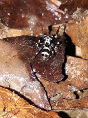 Corythalia
