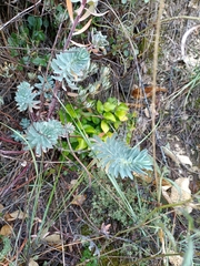 Euphorbia characias