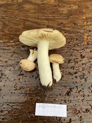 Russula mordax