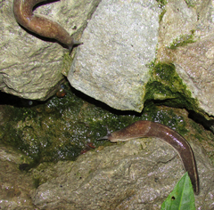Tandonia totevi