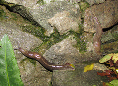 Tandonia totevi