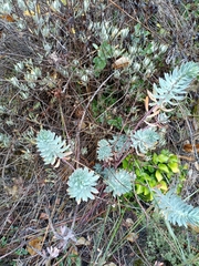 Euphorbia characias
