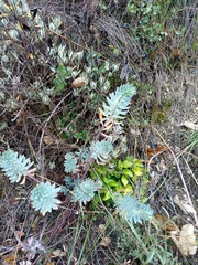 Euphorbia characias
