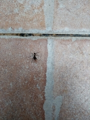 Attini