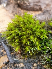 Vinealobryum nicholsonii