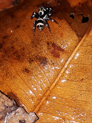 Corythalia