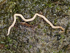 Geonemertes pelaensis