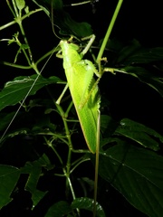 Copiphora brevirostris