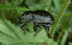 Liparus glabrirostris