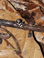 Corythalia