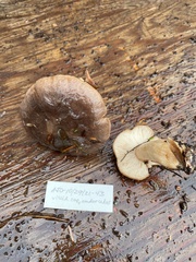 Lactarius kauffmanii