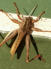 Eyprepocnemis plorans