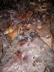 Corythalia
