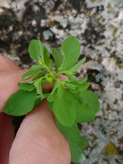 Euphorbia peplus