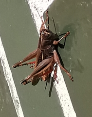 Eyprepocnemis plorans