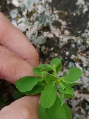 Euphorbia peplus