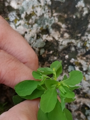 Euphorbia peplus