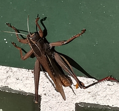 Eyprepocnemis plorans