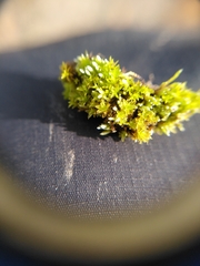 Vinealobryum nicholsonii