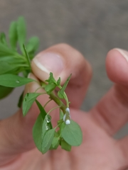 Euphorbia peplus