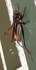 Eyprepocnemis plorans