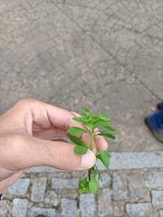 Euphorbia peplus