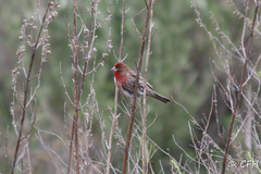 Haemorhous mexicanus