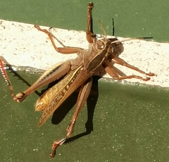 Eyprepocnemis plorans