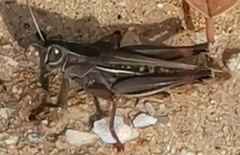 Eyprepocnemis plorans