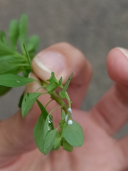 Euphorbia peplus