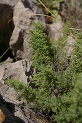 Artemisia afra