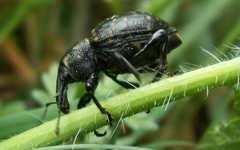 Liparus glabrirostris