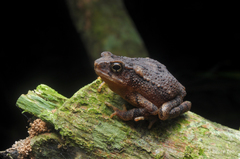 Ingerophrynus divergens