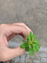 Euphorbia peplus