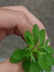 Euphorbia peplus