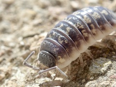 Porcellio ornatus