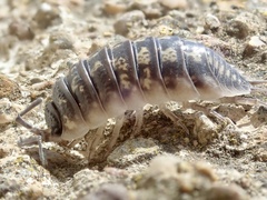 Porcellio ornatus