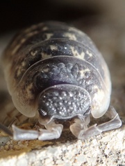 Porcellio ornatus