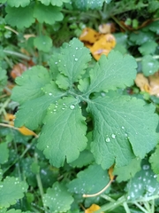 Chelidonium majus