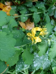 Chelidonium majus