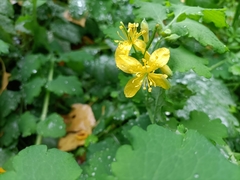 Chelidonium majus