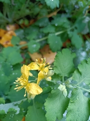 Chelidonium majus