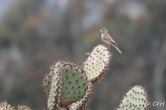 Haemorhous mexicanus