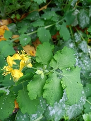 Chelidonium majus