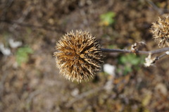 Echinops davuricus