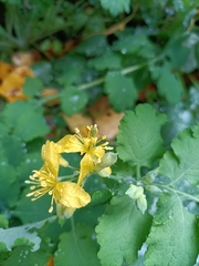 Chelidonium majus