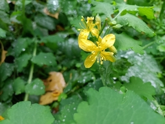 Chelidonium majus